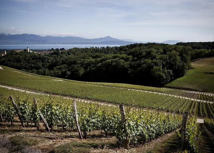 Le Coq Chantant And Boutique Saint-Livres